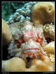 Scorpionfish. Canon G10 & Inon D2000. by Bea & Stef Primatesta 